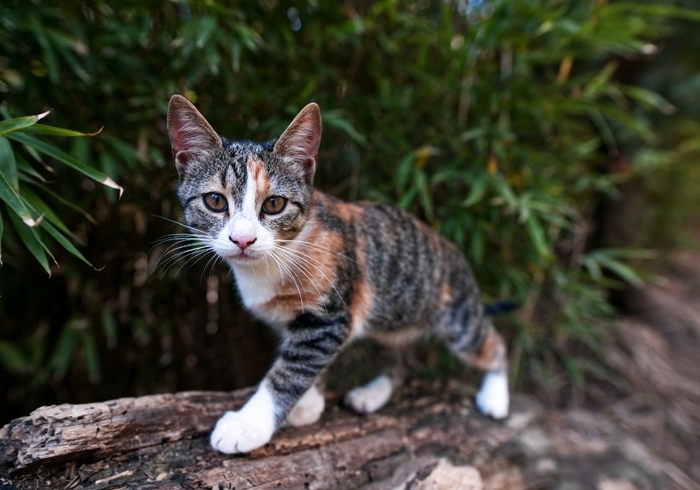 Veterinary FAQs New Lenox, IL 60451 Cedar Way Veterinary Clinic