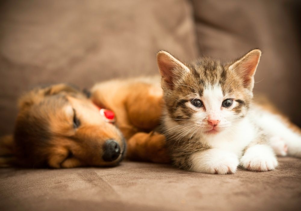 Puppy and Kitten Packages New Lenox, IL Cedar Way Veterinary Clinic